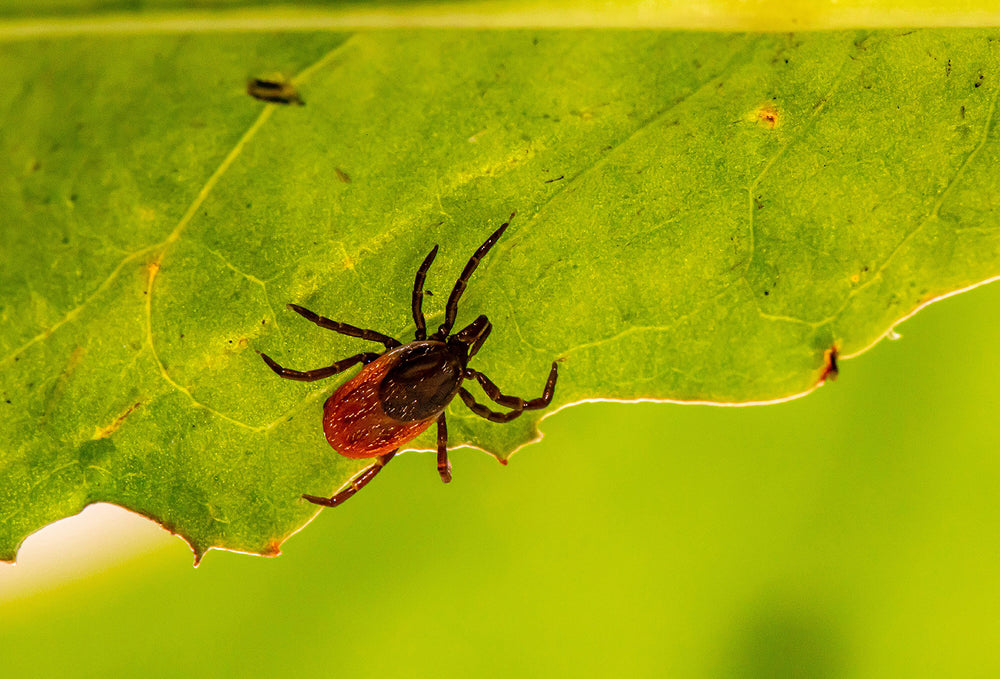 Lyme Disease: Symptoms, Treatment, and Prevention