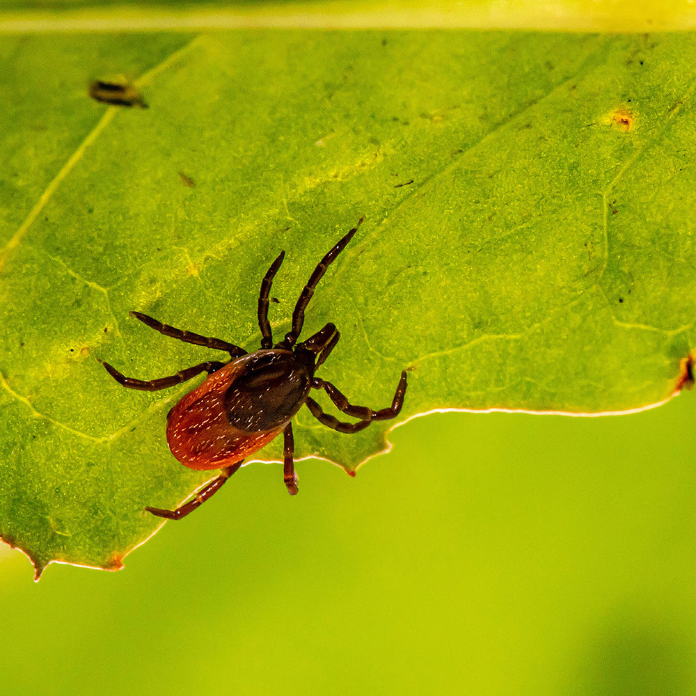Lyme Disease: Symptoms, Treatment, and Prevention